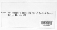 Praetumpfia obducens image